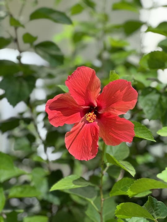 Gartenanlage Vista Sol Punta Cana