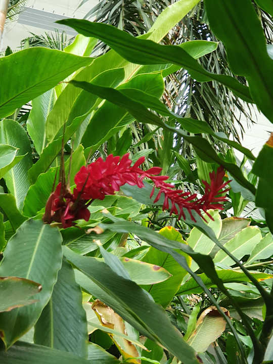 Gartenanlage Tropical Islands Resort