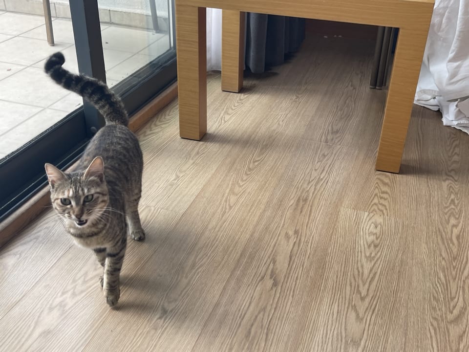 Zimmer Limak Limra Hotel & Resort