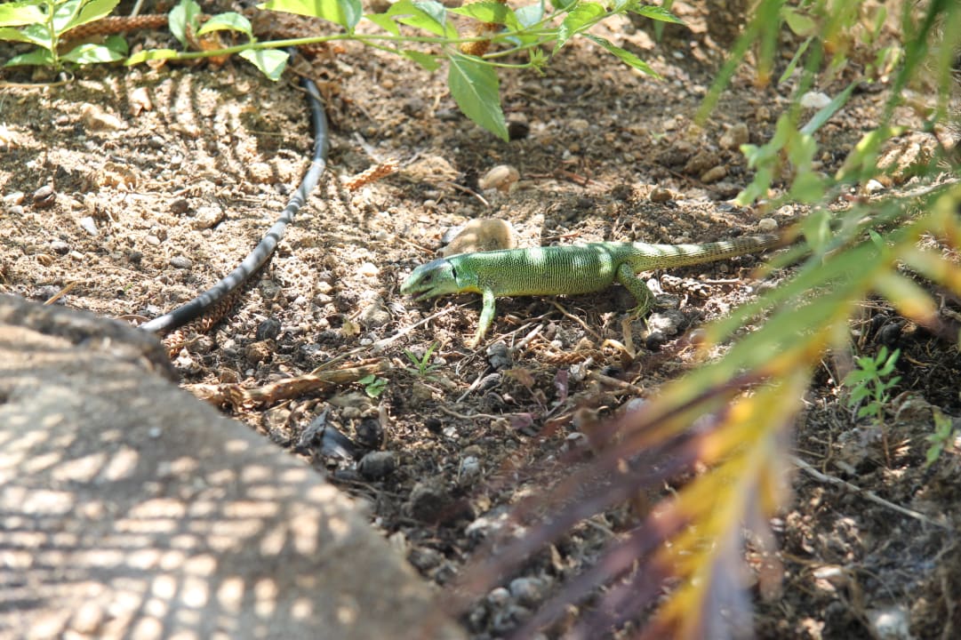 Sonstiges Vantaris Luxury Beach Resort