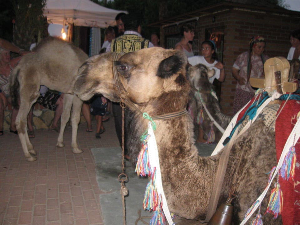 Kamel-Rallye Club Turtas Beach Hotel