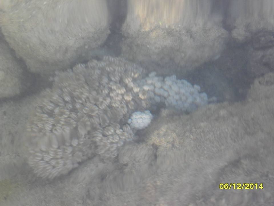 Коралл Pickalbatros Citadel Resort