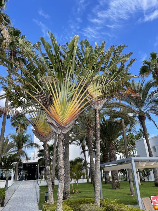 Gartenanlage Hotel Riu Palace Meloneras