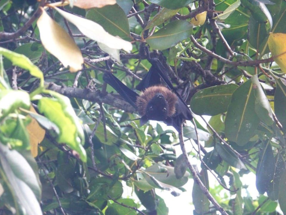 Flying Fox Kuredu Island Resort & Spa