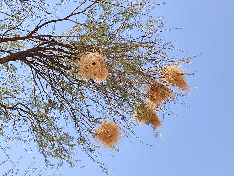 Gartenanlage Guest Farm Kiripotib