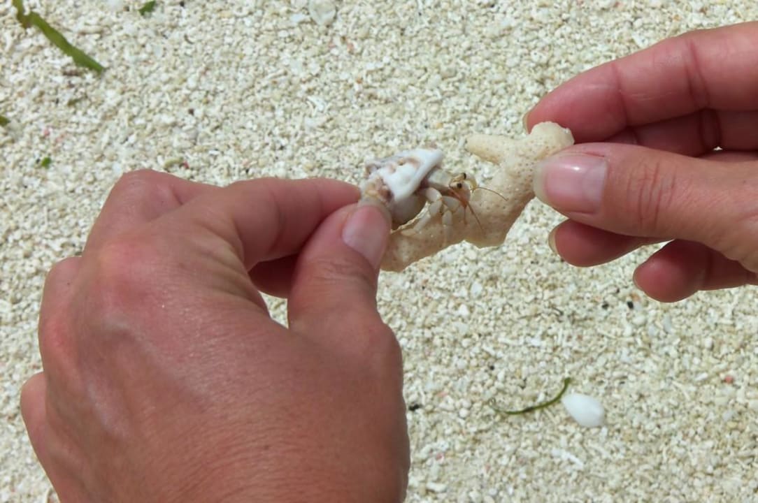 Strandbewohner Meeru Maldives Resort Island