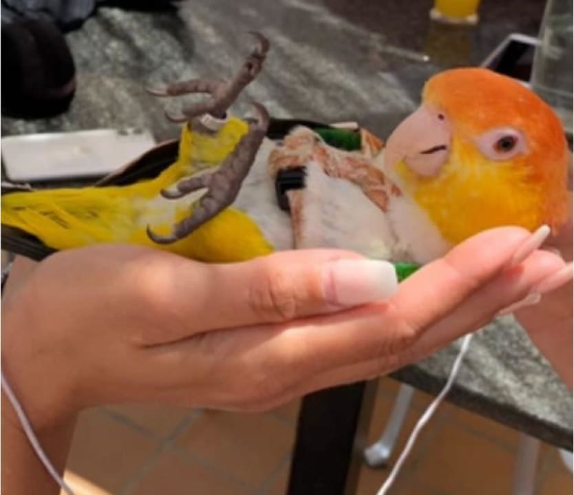 Gartenanlage ROBINSON JANDIA PLAYA