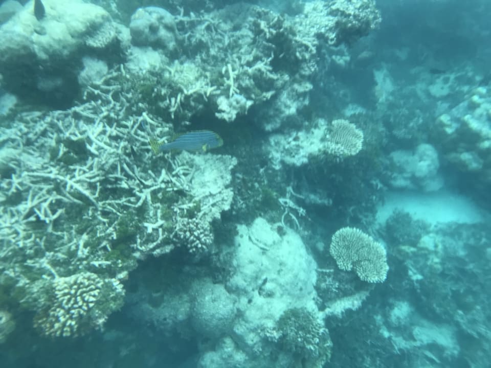 Sport & Freizeit ROBINSON MALDIVES