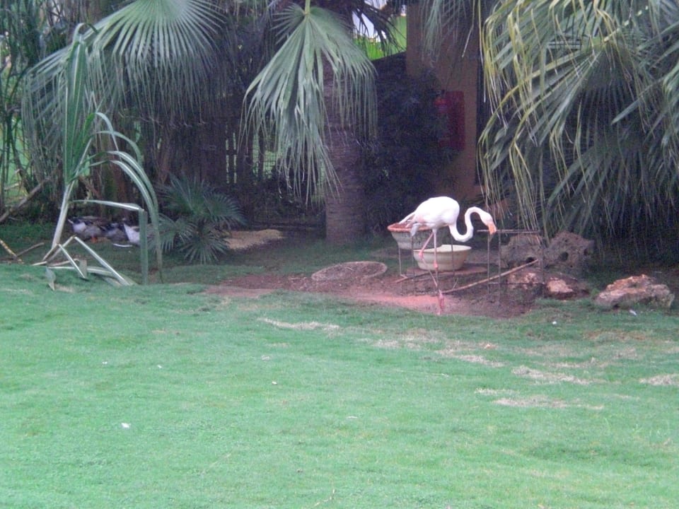 Flamingo beim Essen Hotel Viva Dominicus Palace by Wyndham-All Inclusive Resort