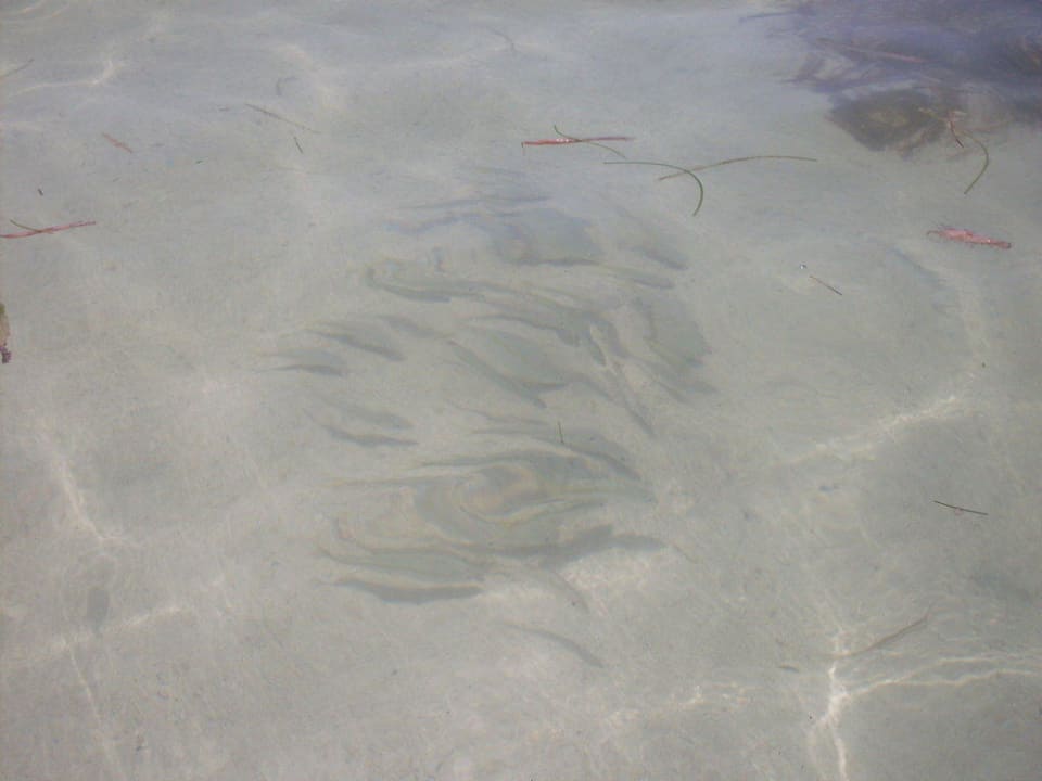 Viele Fische im Wasser Catalonia Punta Cana - All Inclusive