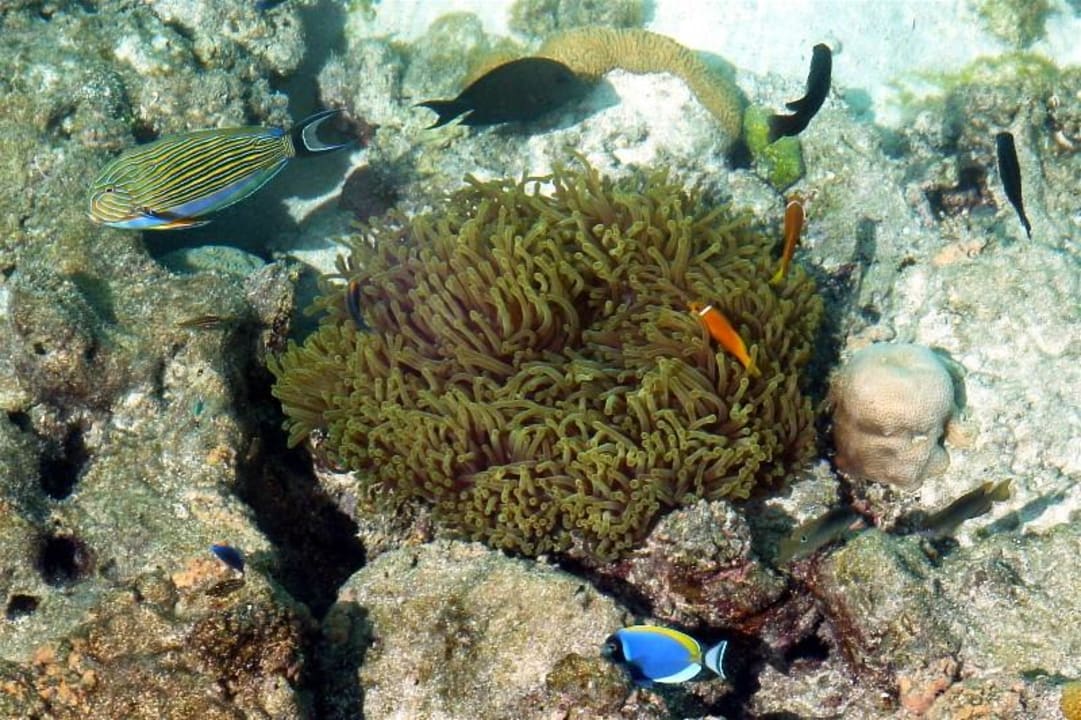 Hausriff Summer Island Maldives