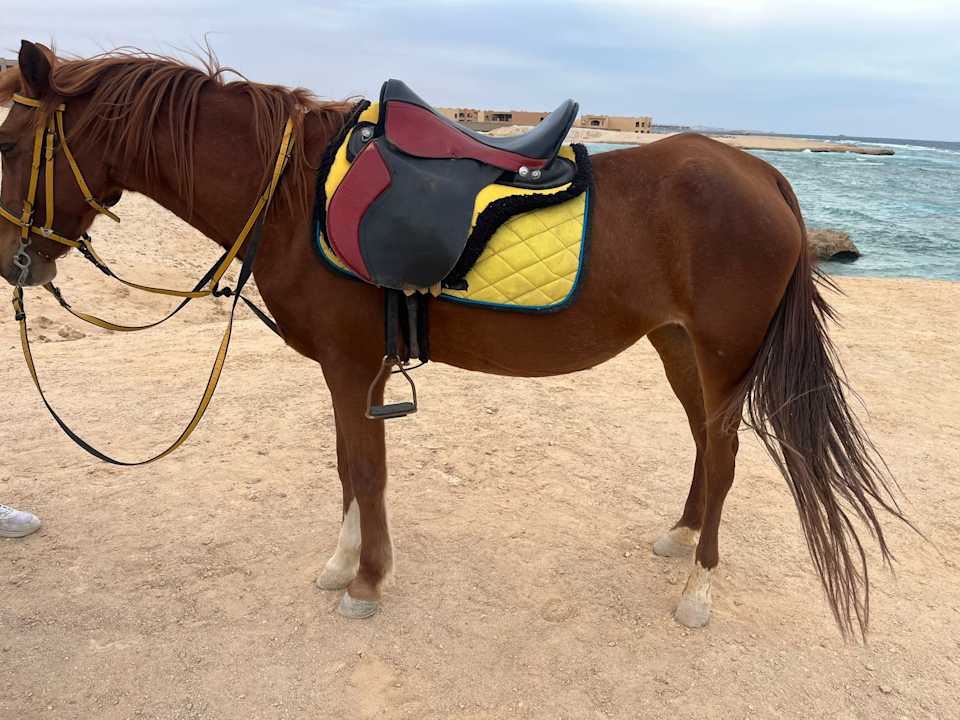 Sport & Freizeit Jaz Soma Beach