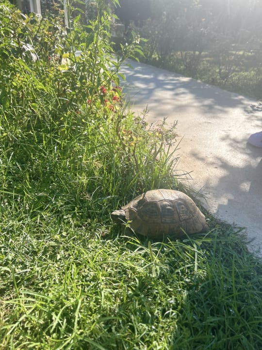 Gartenanlage Belconti Resort Hotel