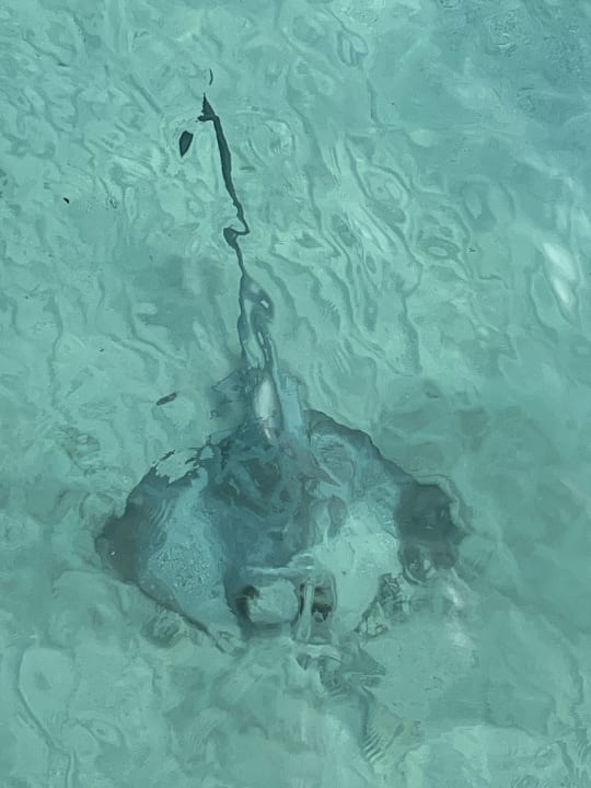 Sport & Freizeit NH Collection Maldives Havodda Resort