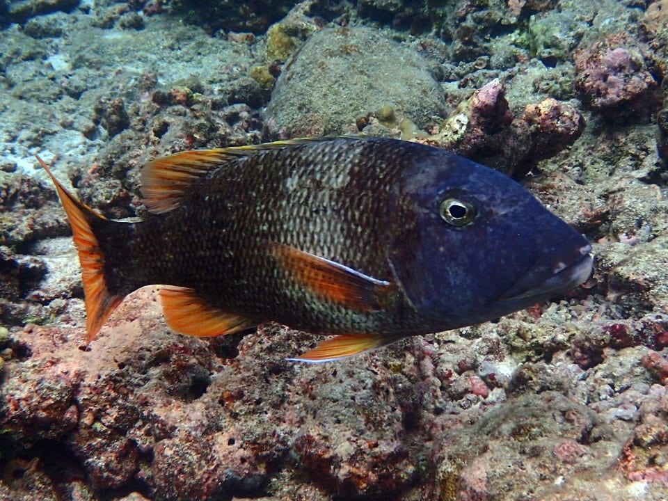 Sonstiges NH Collection Maldives Reethi Resort