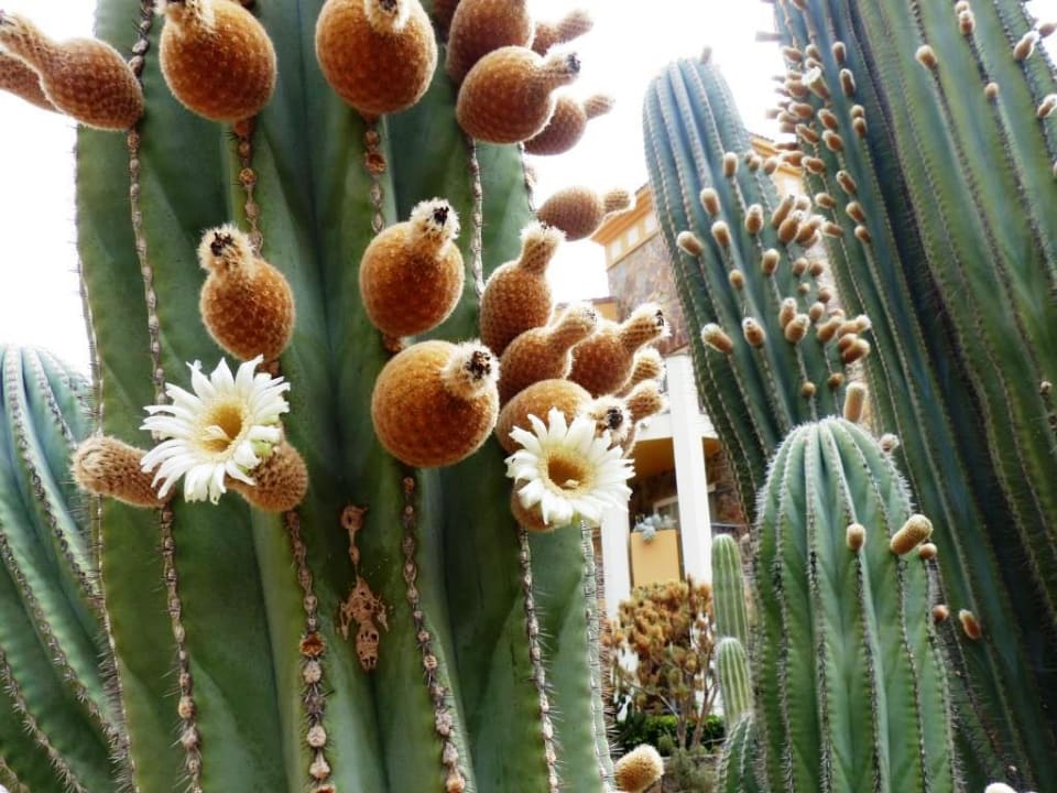 Gartenanlage Hotel Cordial Mogán Playa