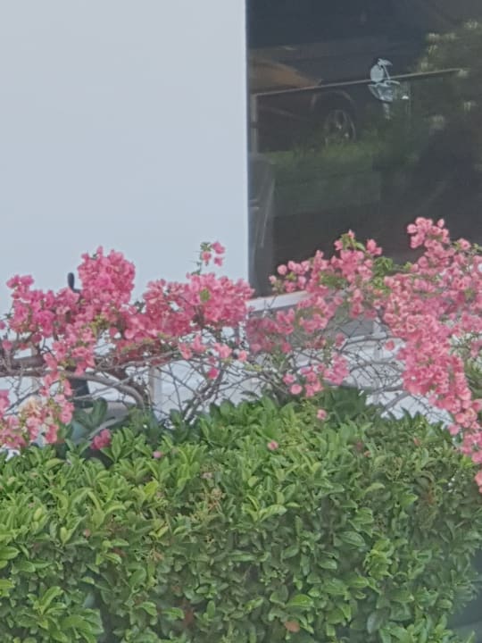 Gartenanlage Side Breeze Hotel