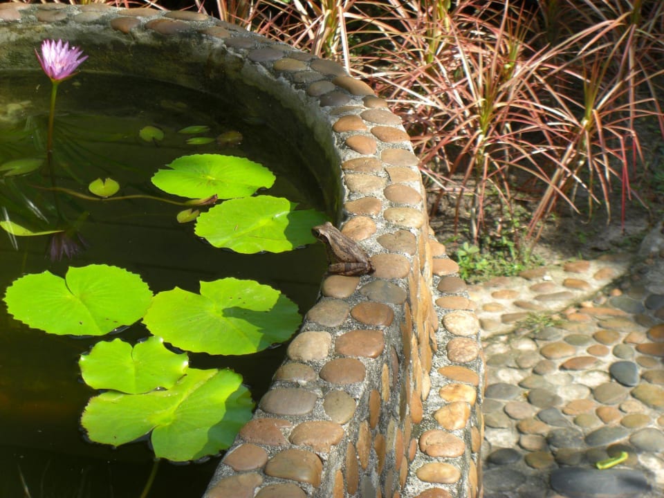 Flora & Fauna Tup Kaek Sunset Beach Resort