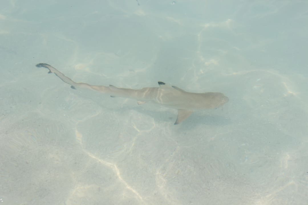 Baby Hai Biyadhoo Island Resort