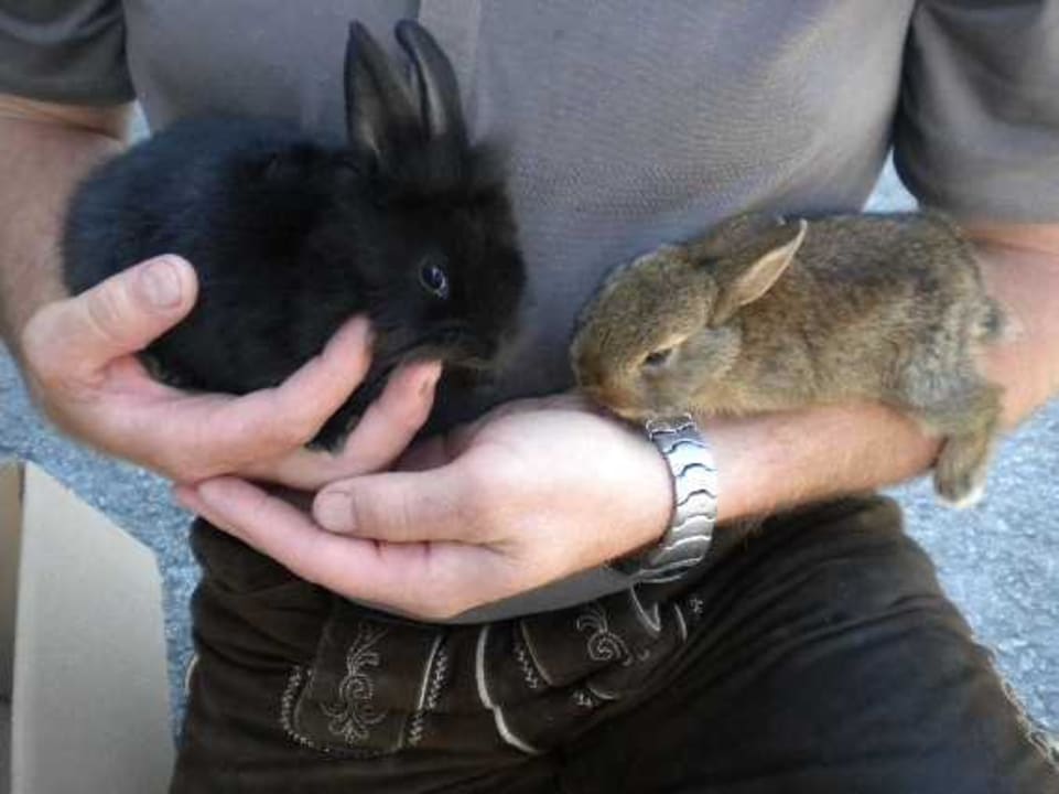 Streicheltiere Hotel Pension Reisslerhof