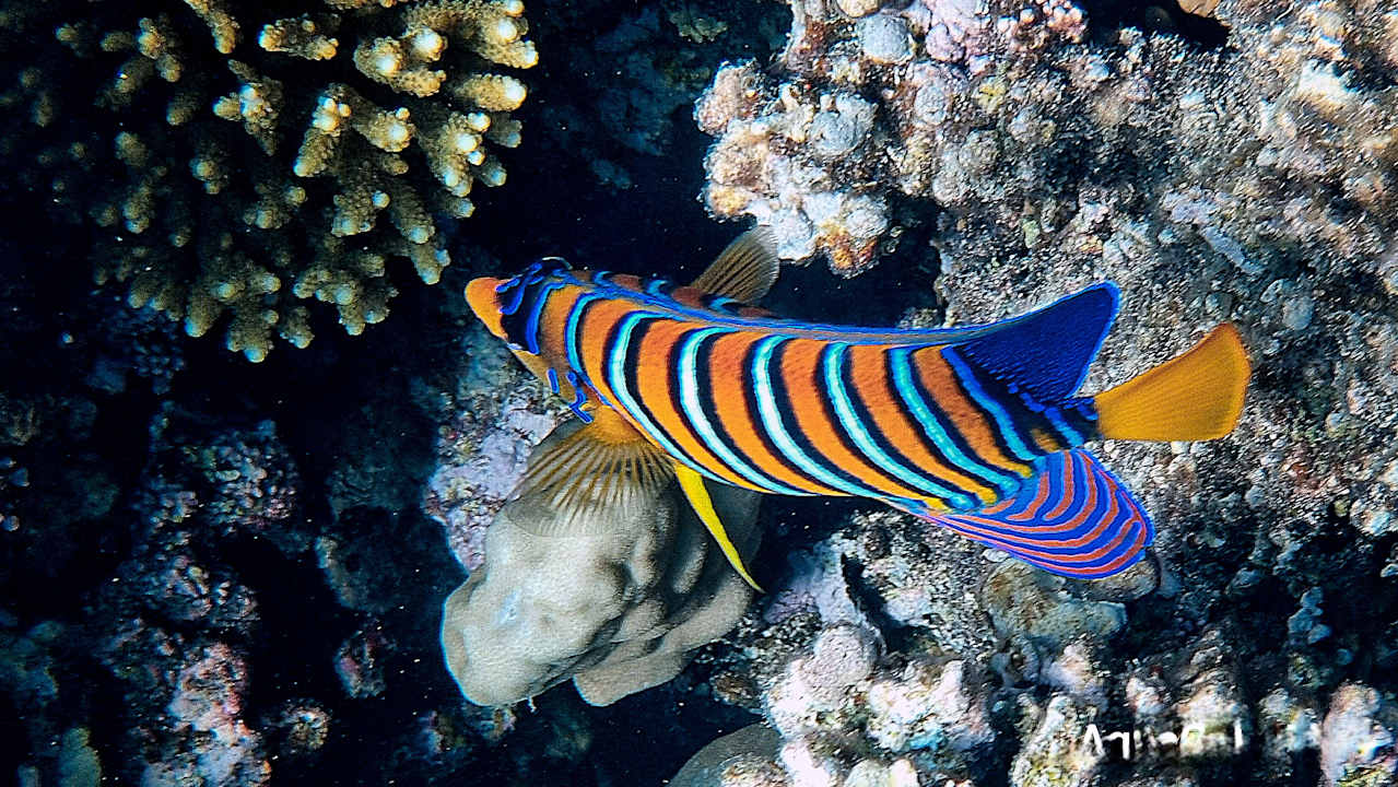 Sonstiges Cleopatra Luxury Beach Resort Makadi Bay - Adults only