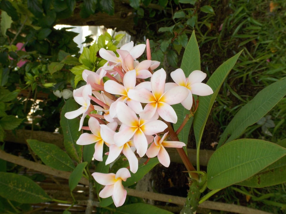 Die ganze Insel ist voll blühender Pflanzen Kuramathi Maldives