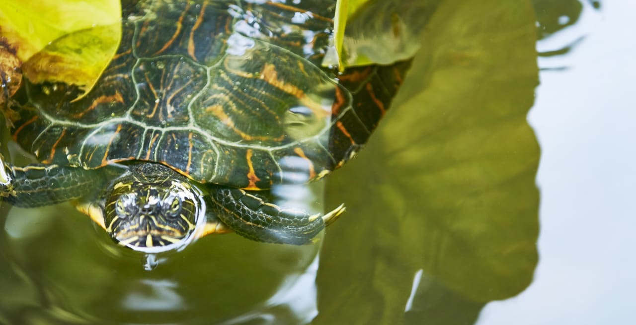 Sonstiges Villa Paola