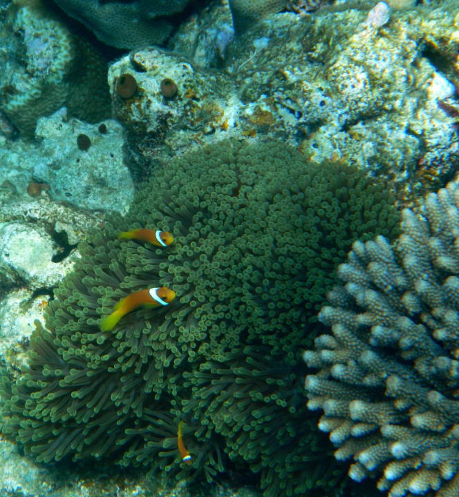 Nemo's  Cinnamon Hakuraa Huraa Maldives