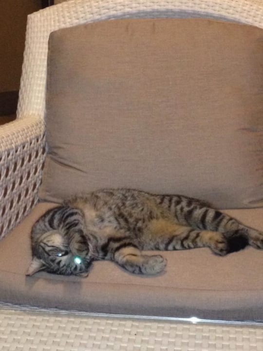 Katze im Glück Limak Lara Deluxe Hotel & Resort