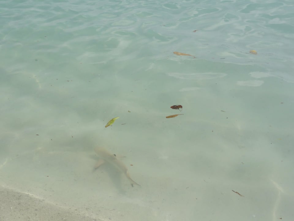 Baby Hai gab es auf der Riffseite einige Kuramathi Maldives