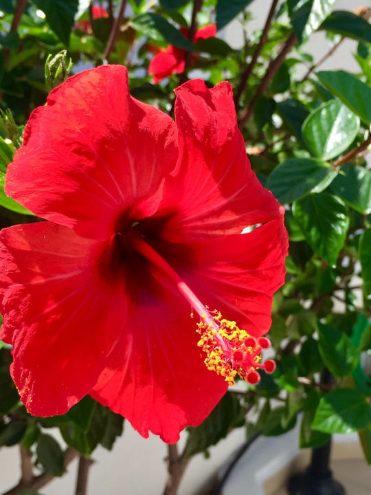 Sonstiges Hotel Hara Ilios Village