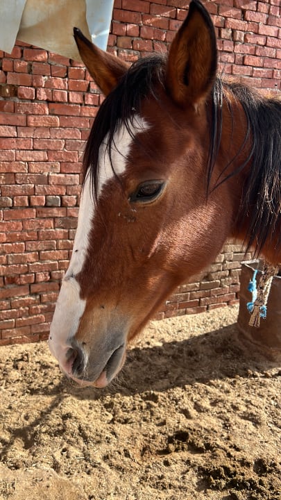 Sport & Freizeit Novotel Marsa Alam Beach Resort