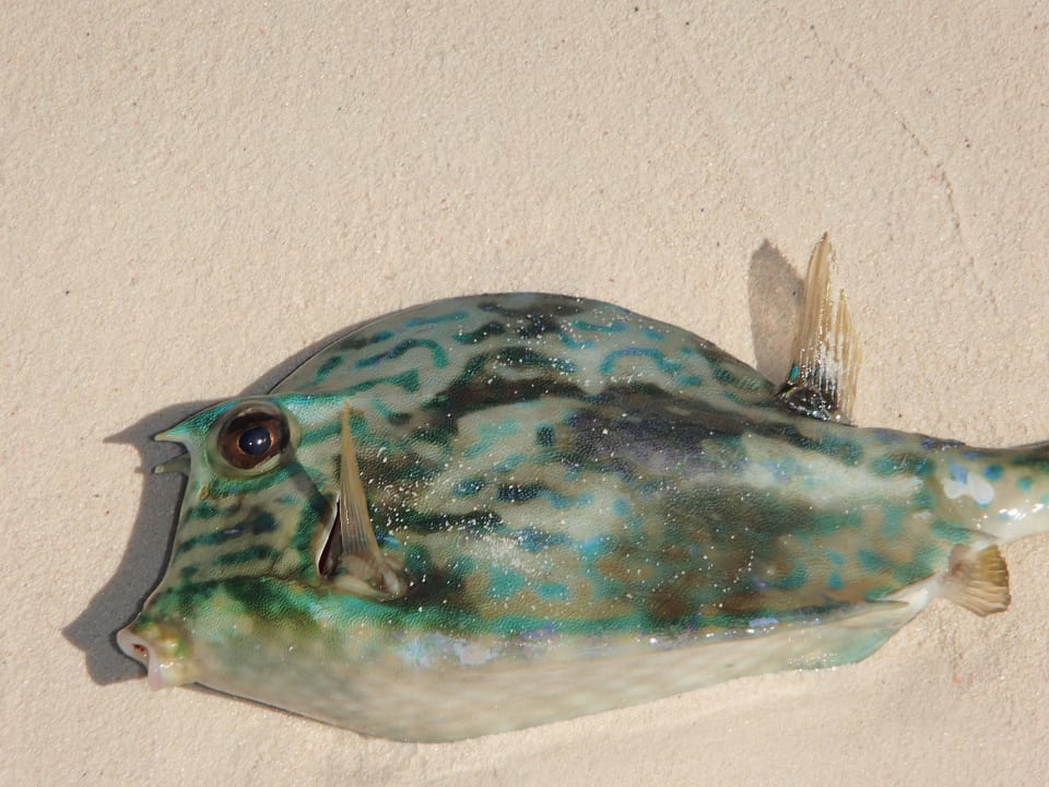 Fish Hotel Cayo Largo del Sol