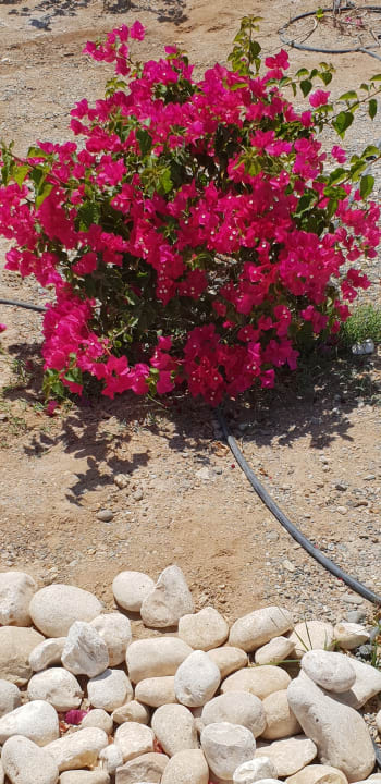 Garten  Pickalbatros Sea World Resort - Marsa Alam