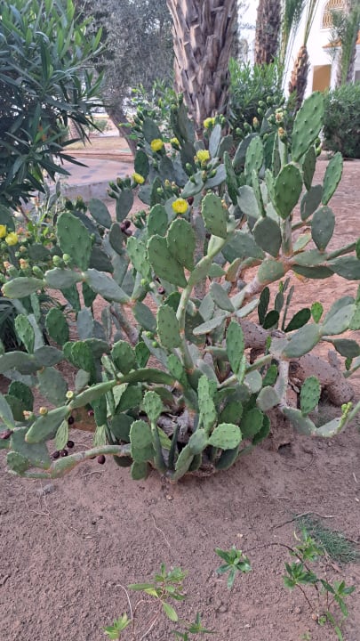 Sonstiges Marhaba Royal Salem