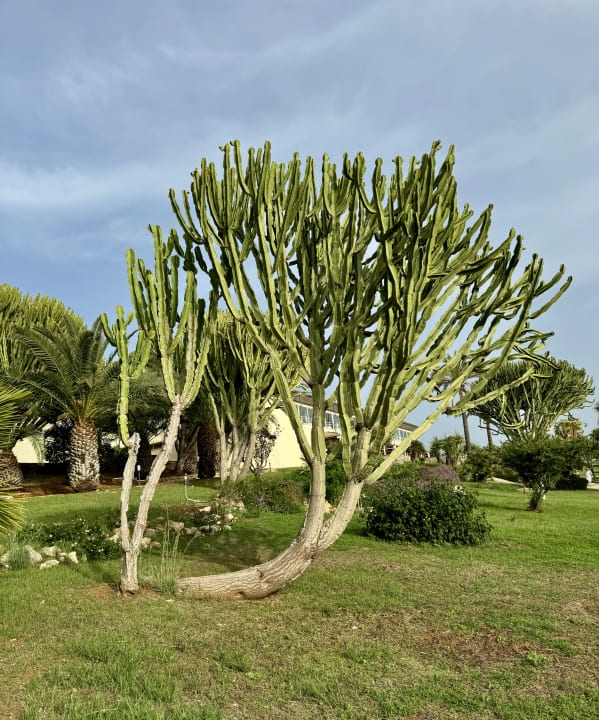 Gartenanlage CDSHotels Terrasini - Città del Mare