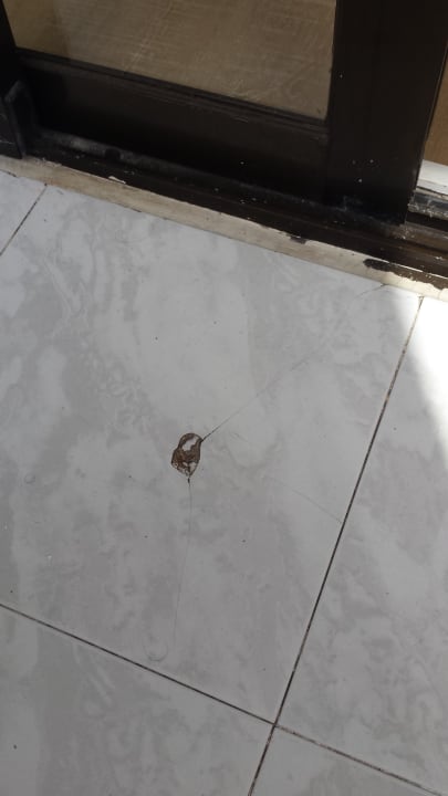 Zimmer HSM Regana - Adults Only