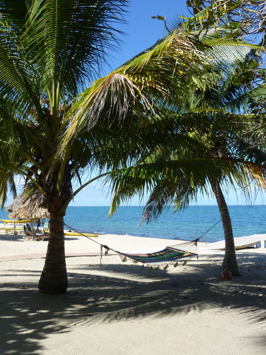 Hängematten in den Palmen Hotel Jaguar Reef Lodge