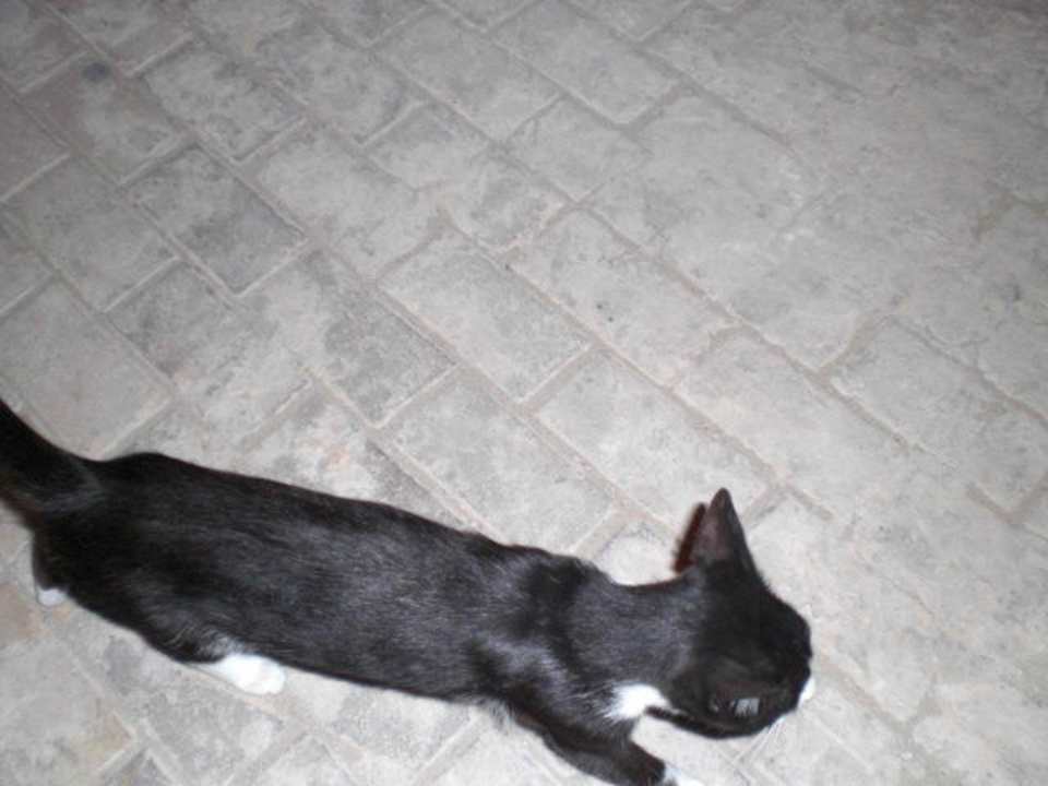 Katze Houda Golf & Beach Club