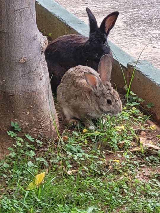 Sonstiges Labranda Alantur Resort