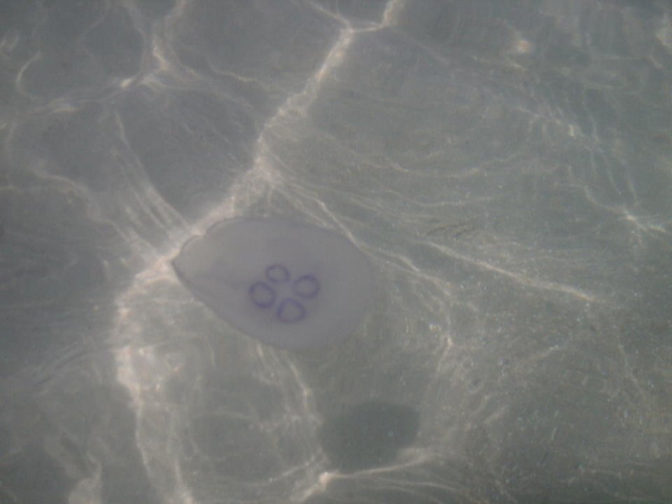 Quallen im Wasser  Pickalbatros Alf Leila Wa Leila Resort - Neverland Hurghada