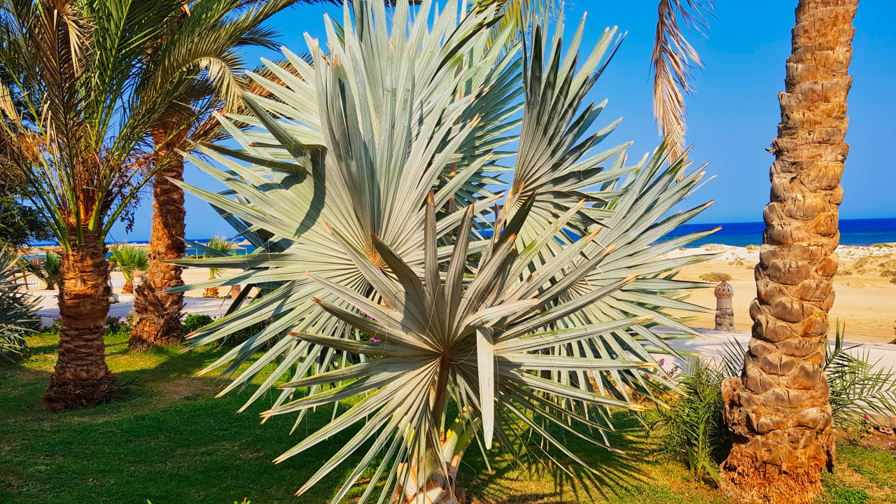 Gartenanlage Shams Alam Beach Resort
