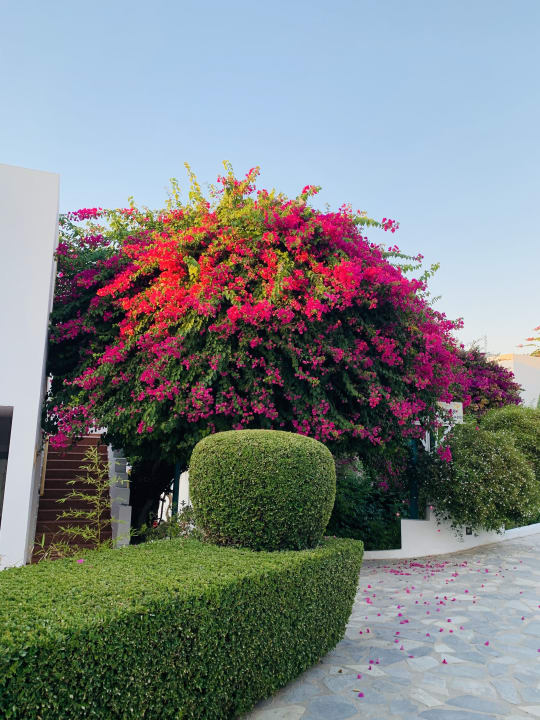 Gartenanlage Mastichari Bay Hotel