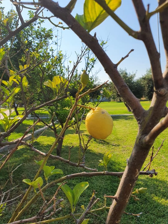Gartenanlage Corali Hotel