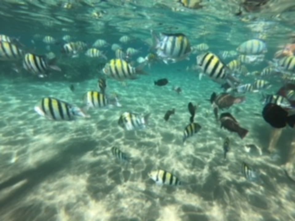 Strand Ghazala Gardens