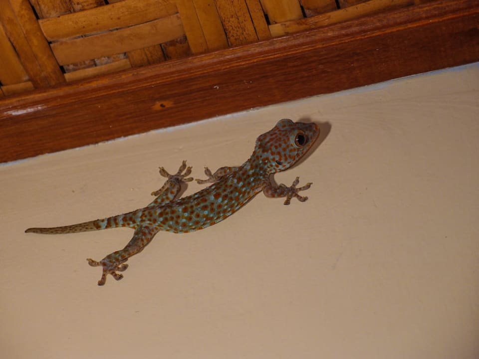 Besucher  Villa Shanti Beach