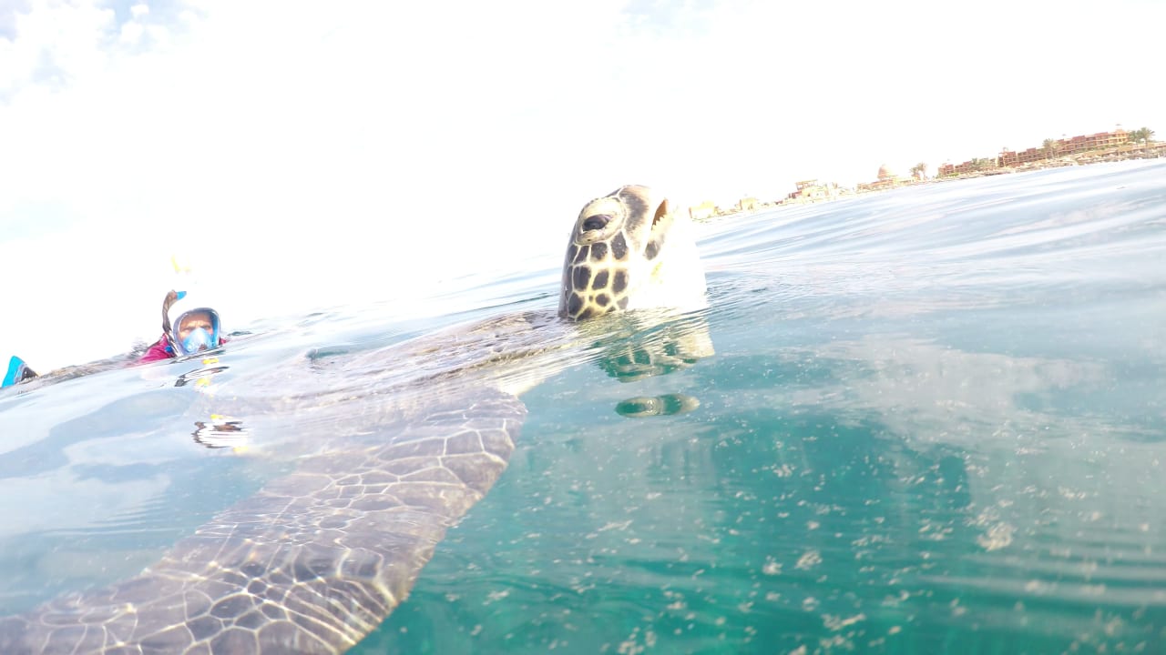 Strand Malikia Resort Abu Dabbab