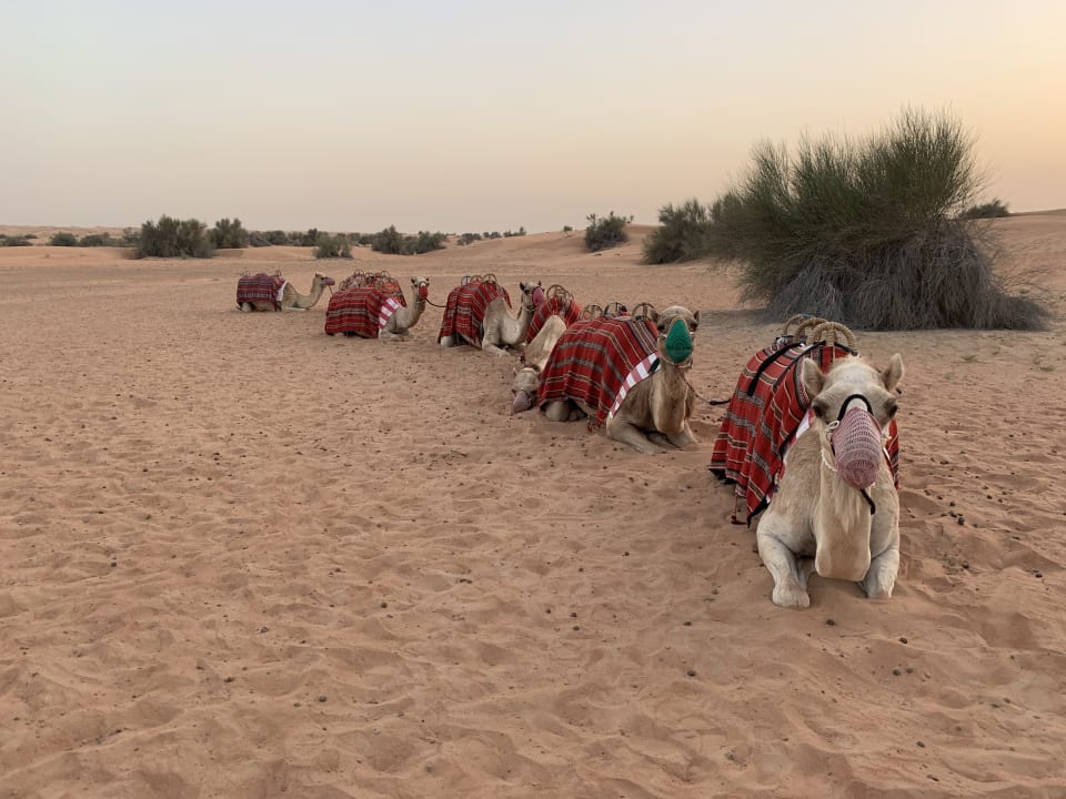 Sport & Freizeit Al Maha, A Luxury Collection Desert Resort & Spa