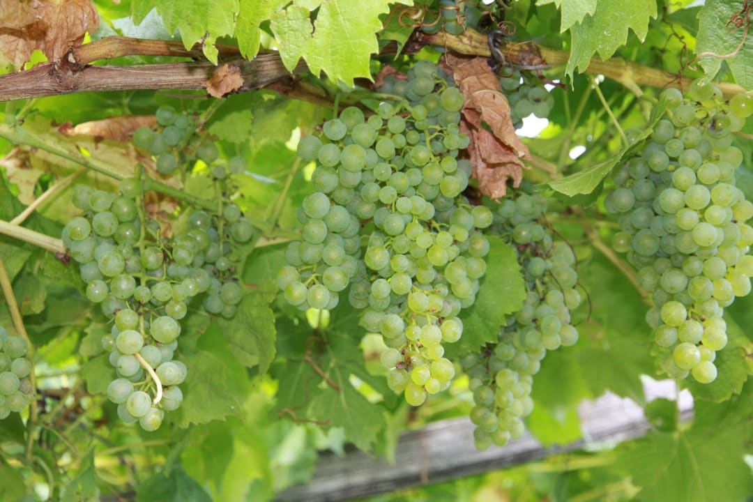 Das Hotel liegt in mitten von Wein und Äpfeln Hotel Gandbauerhof