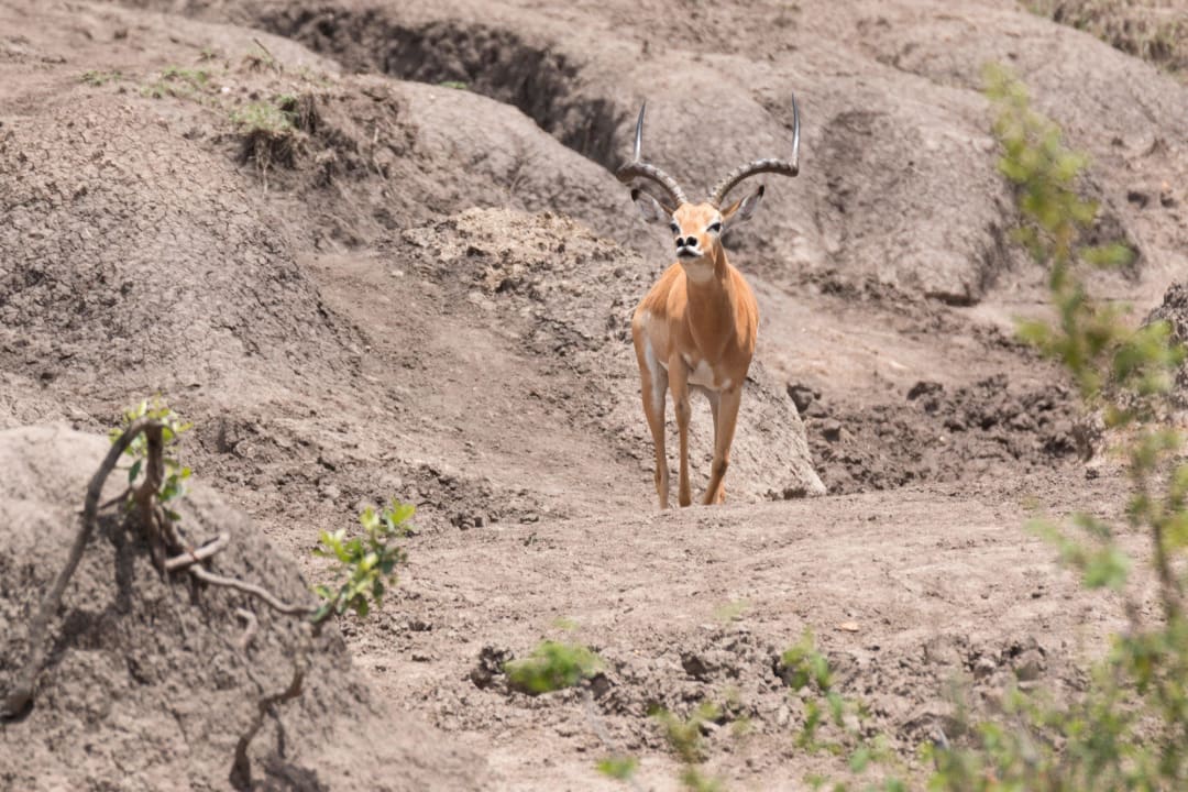 Ausblick vom Zimmer Royal Mara Safari Lodge